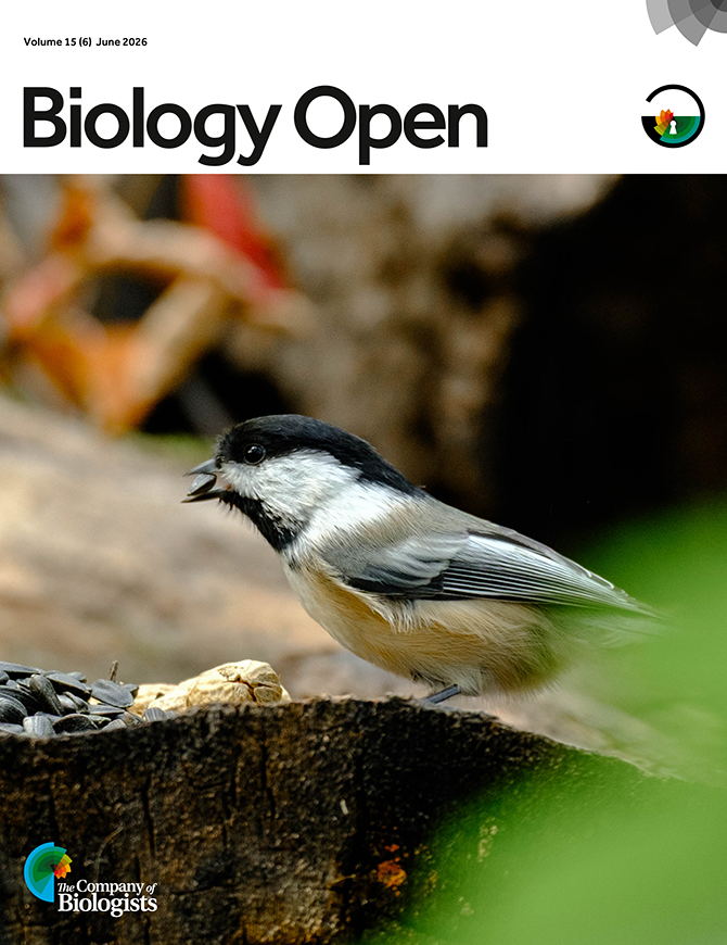chickadee